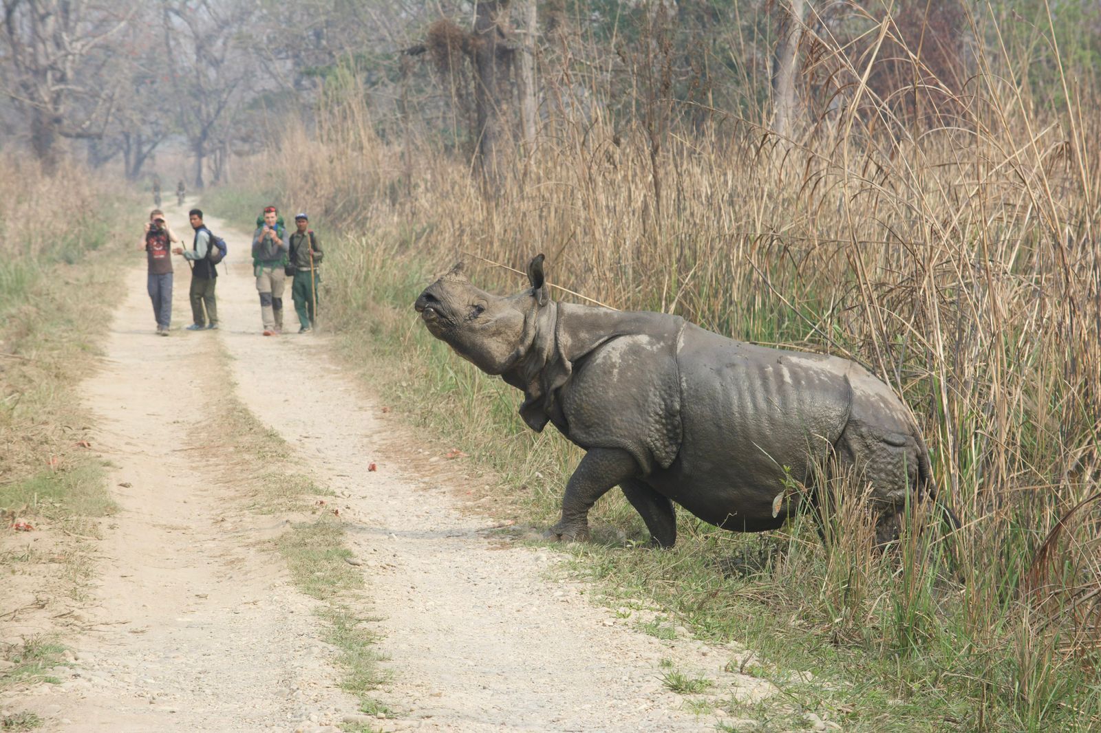 Un rhinocéros marchant sur un chemin de terre, avec de hautes herbes de chaque côté.