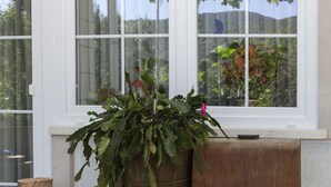 En kaktus i potte og en plante på en træbænk nær et vindue med hvid ramme.