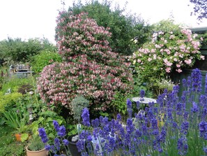 Un jardín con diversas plantas y flores, incluyendo lavanda y rosas.