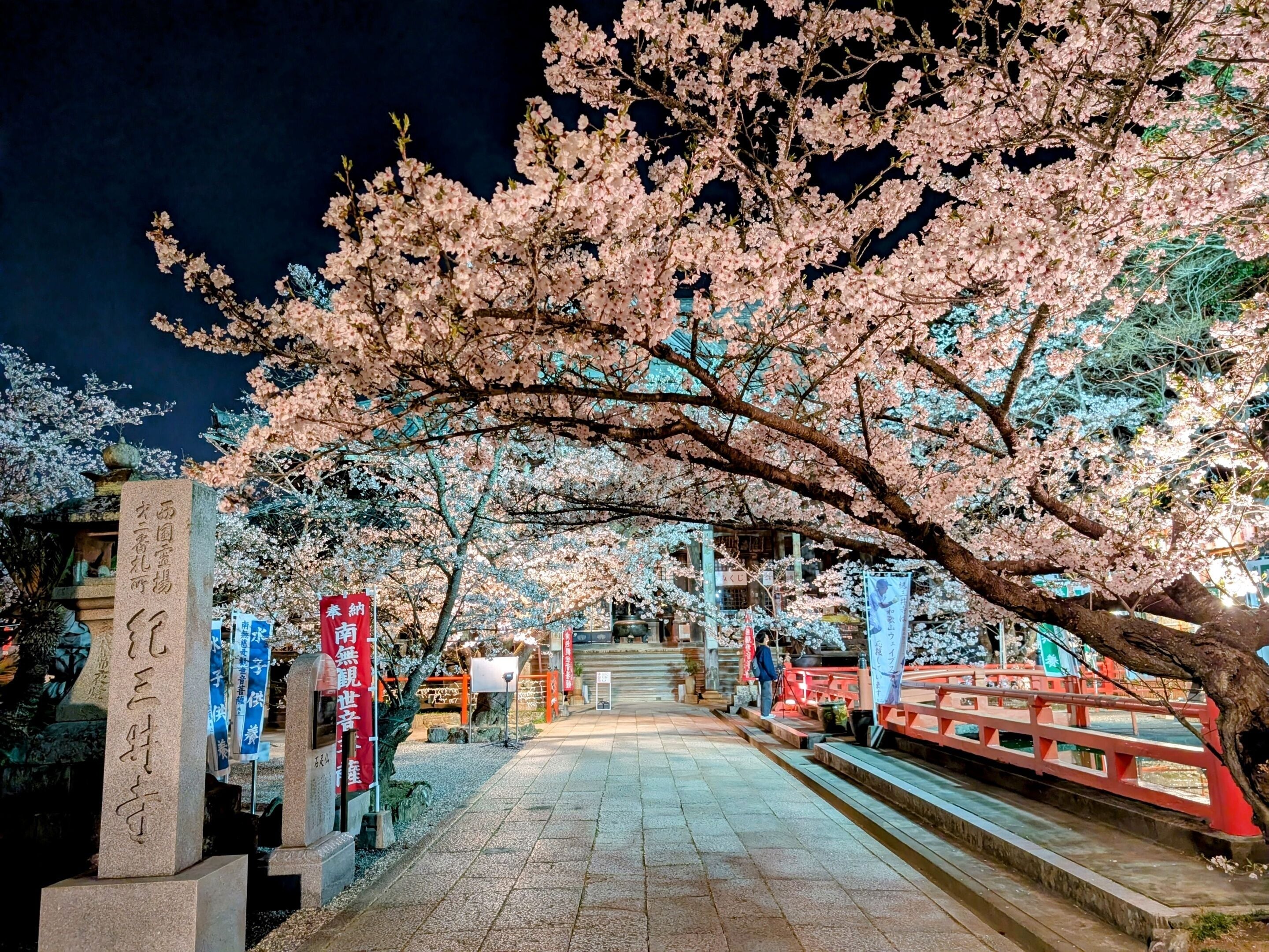 A pathway lined with cherry blossoms and stone lanterns, leading to a traditional Japanese structure.