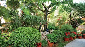 Un jardín con plantas en macetas variadas, un muro de piedra y un sendero de concreto.
