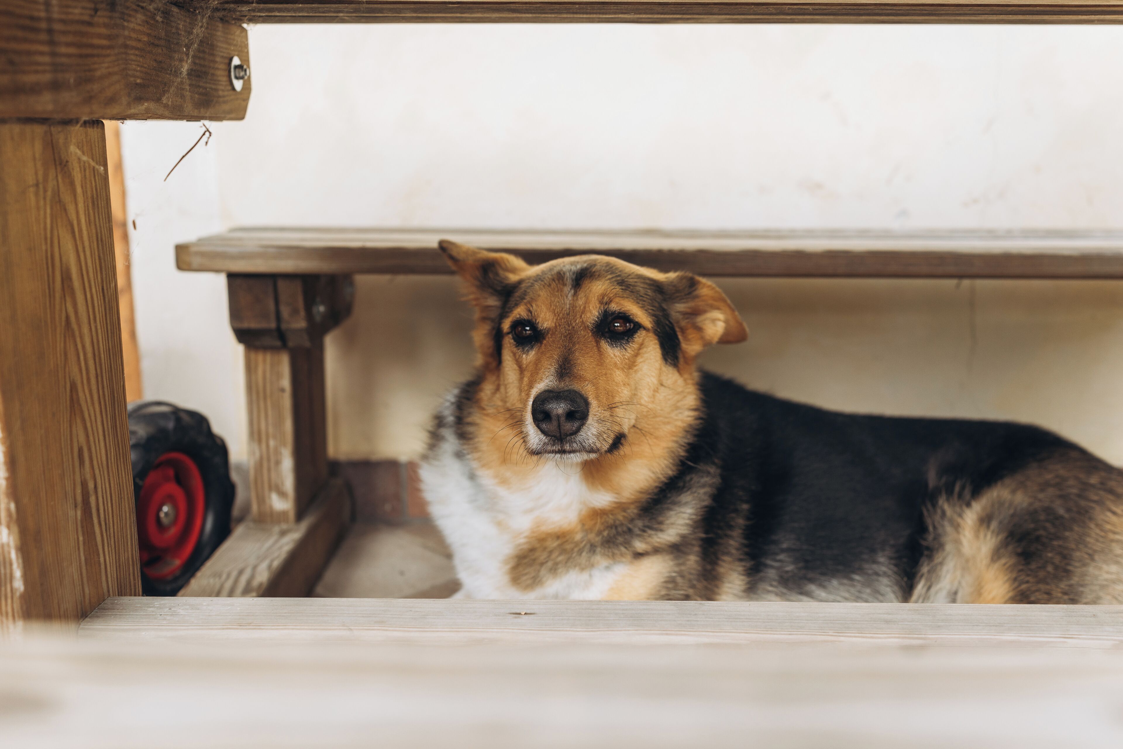 A dog lying under a wooden table.