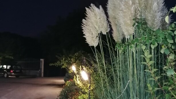 Une scène nocturne en plein air, avec de hautes herbes des pampas blanches, un chemin pavé et une voiture garée près d’une entrée fermée par un portail.