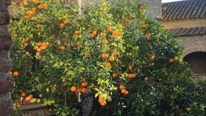 A stone building with a tiled roof, a tree with ripe oranges, and a small decorative lantern. - La Vieille Demeure (Torreilles)