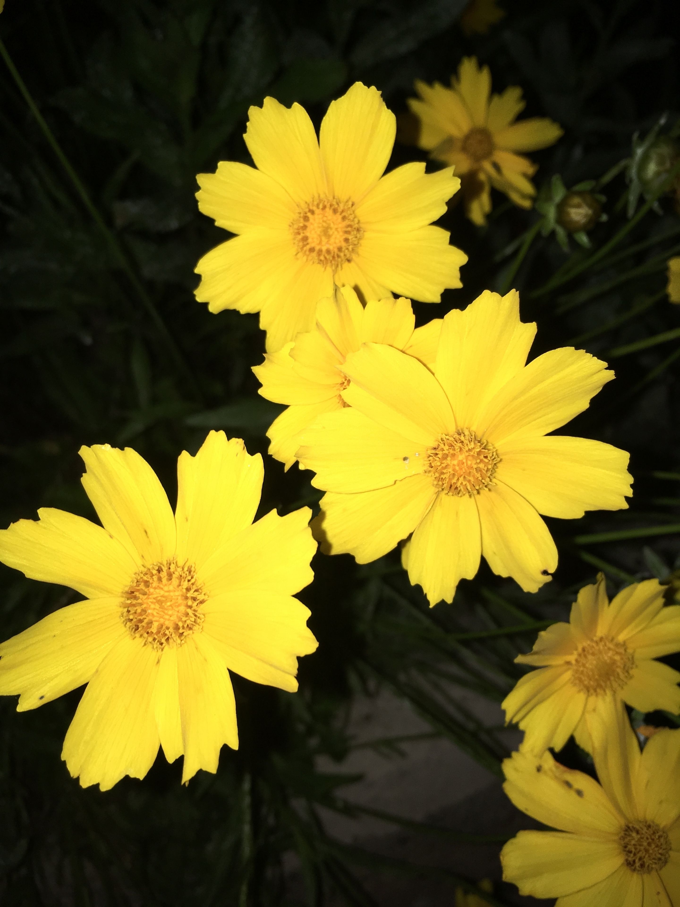 Jardín