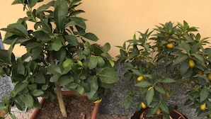 Twee potplanten met groene bladeren en enkele gele vruchten op een betegelde vloer.