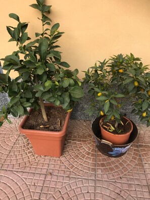 Área da propriedade