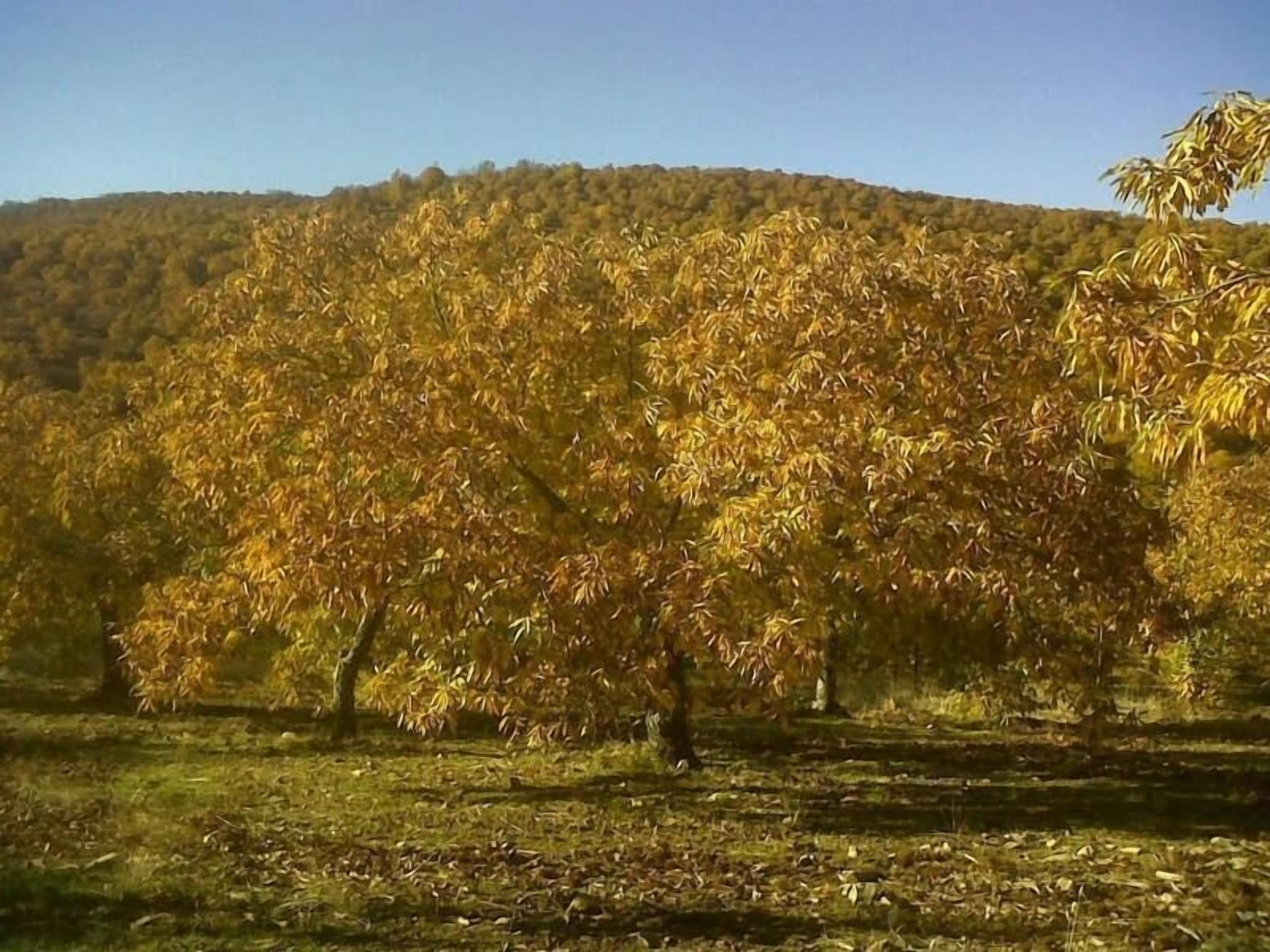 Un campo de árboles con follaje otoñal.