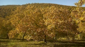 Un campo alberato con foglie autunnali.