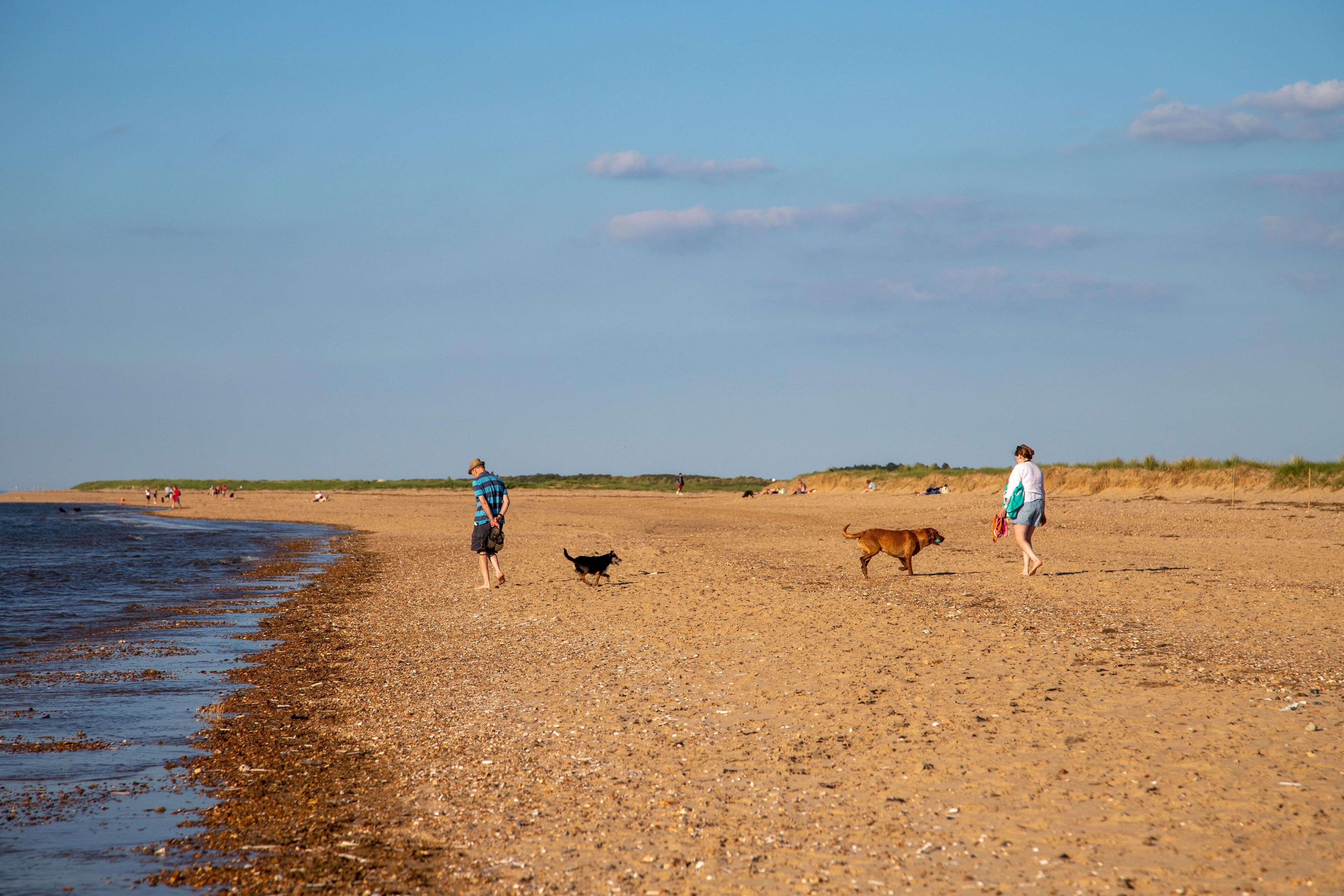 Une plage où l’on voit des gens et des chiens se promener le long du rivage.