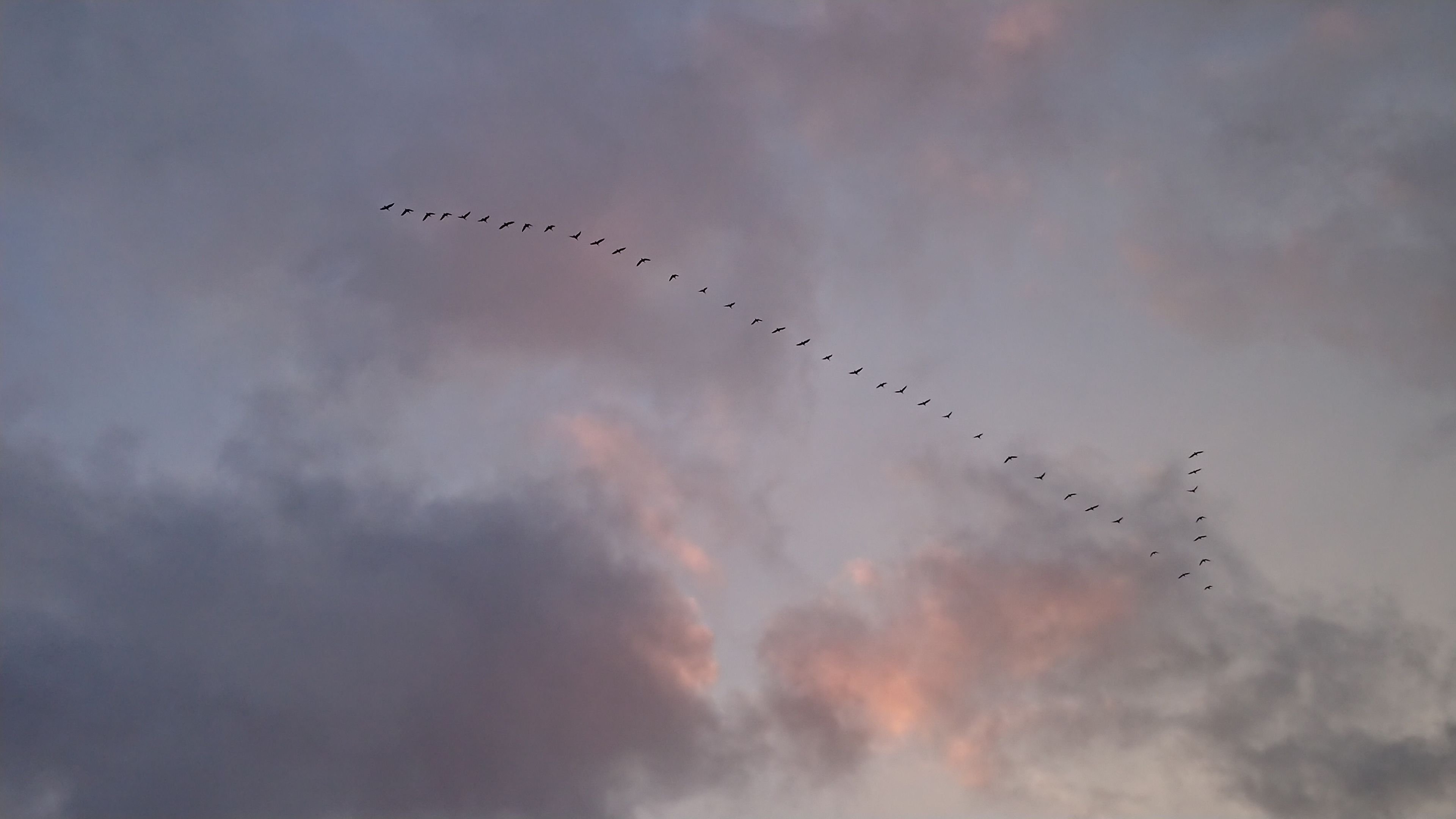 A flock of birds flying in a V-formation against a cloudy sky.