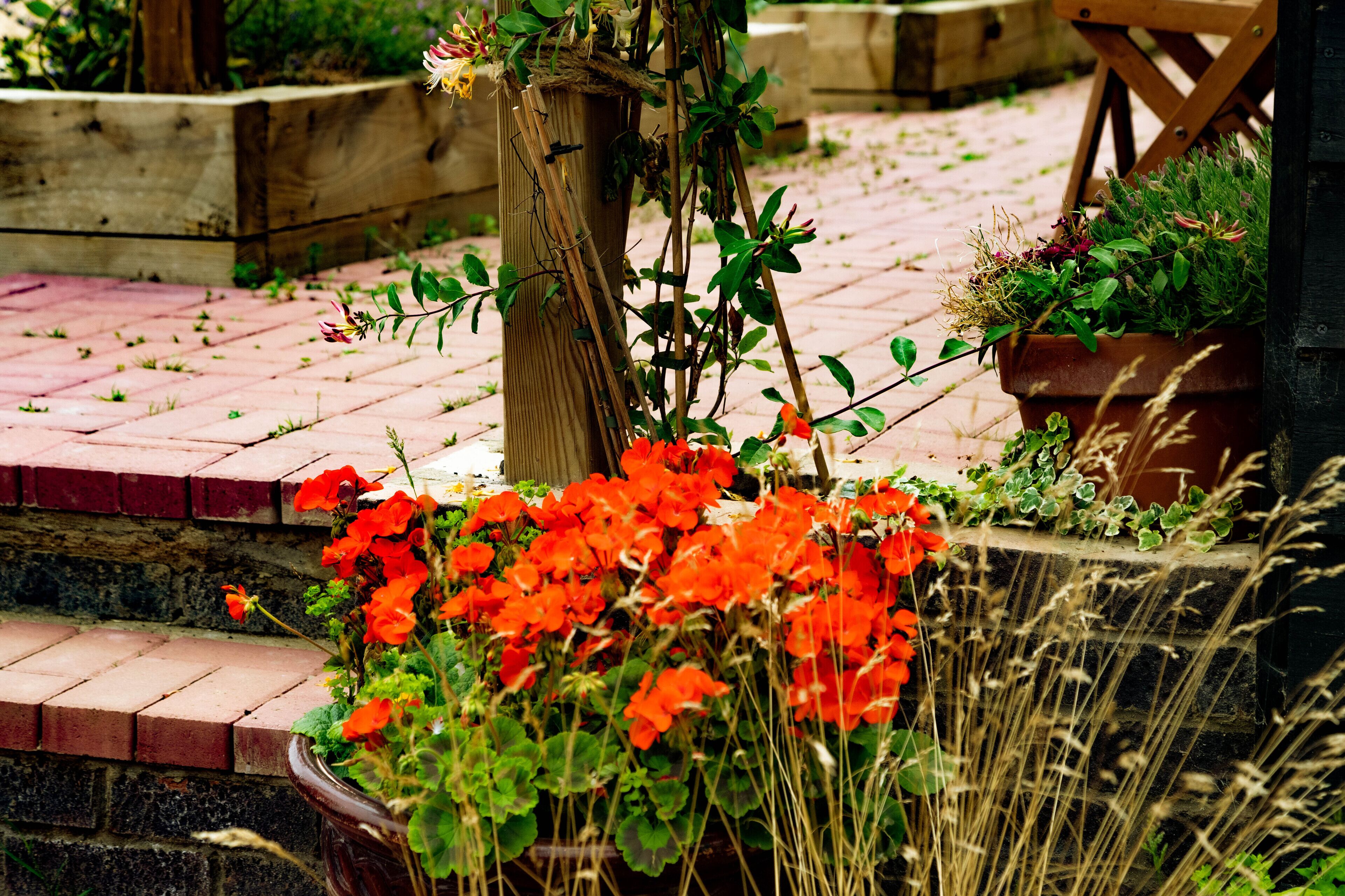 Een tuin met een houten bankje, een plantenbak met rode bloemen en een pad van bakstenen.