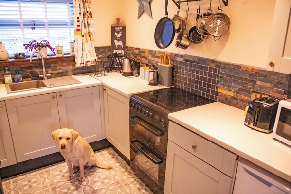 Una cocina con un perro, estufa, tostadora y varios utensilios.