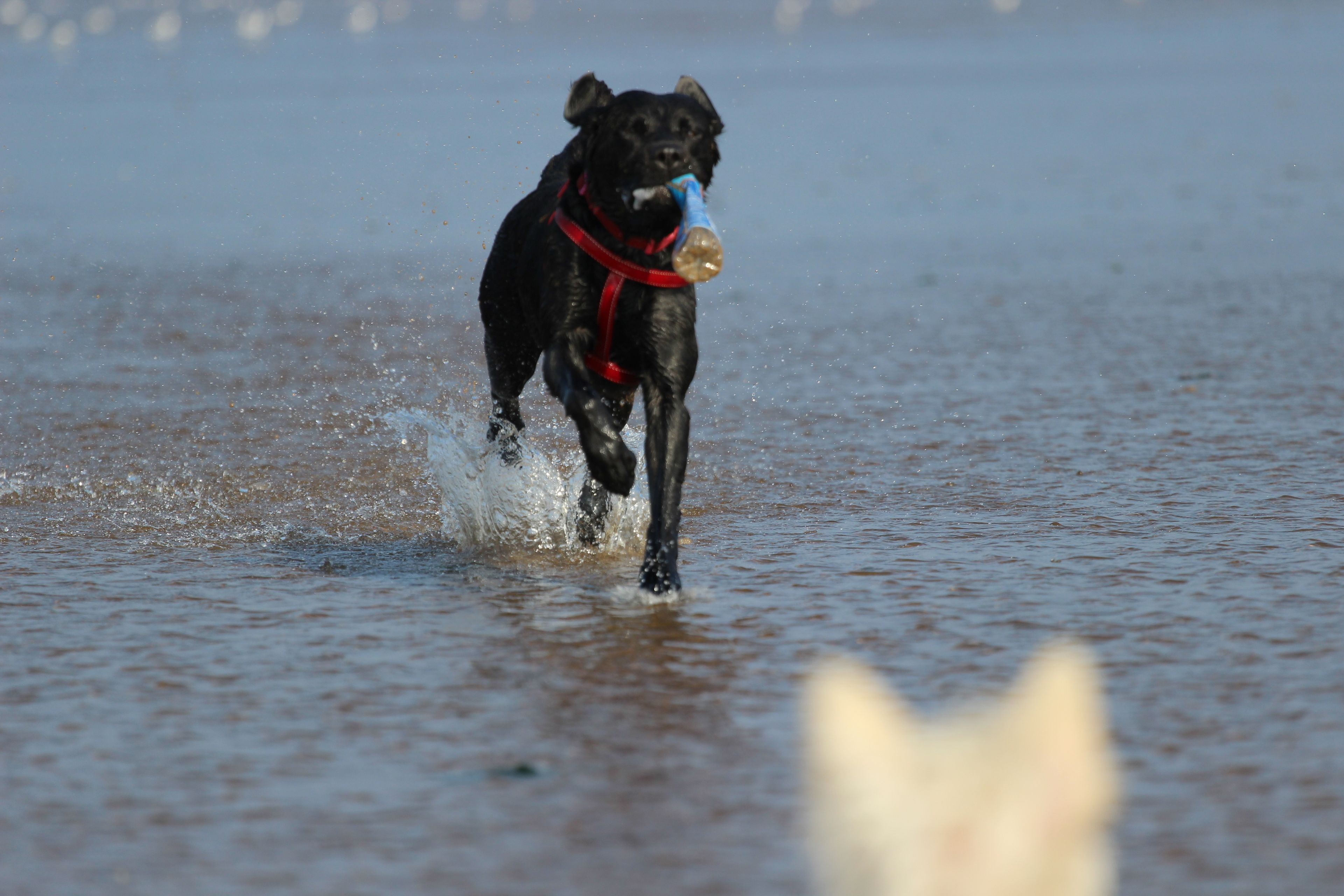 A black dog running in water with a blue toy in its mouth.