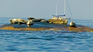 A group of seals resting on a large rock in the water, with a sailboat in the background.