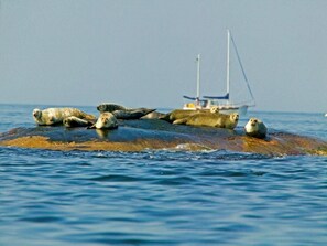 A group of seals resting on a large rock in the water, with a sailboat in the background. - Roddaren Vandrarhem - Hostel (Stromstad)