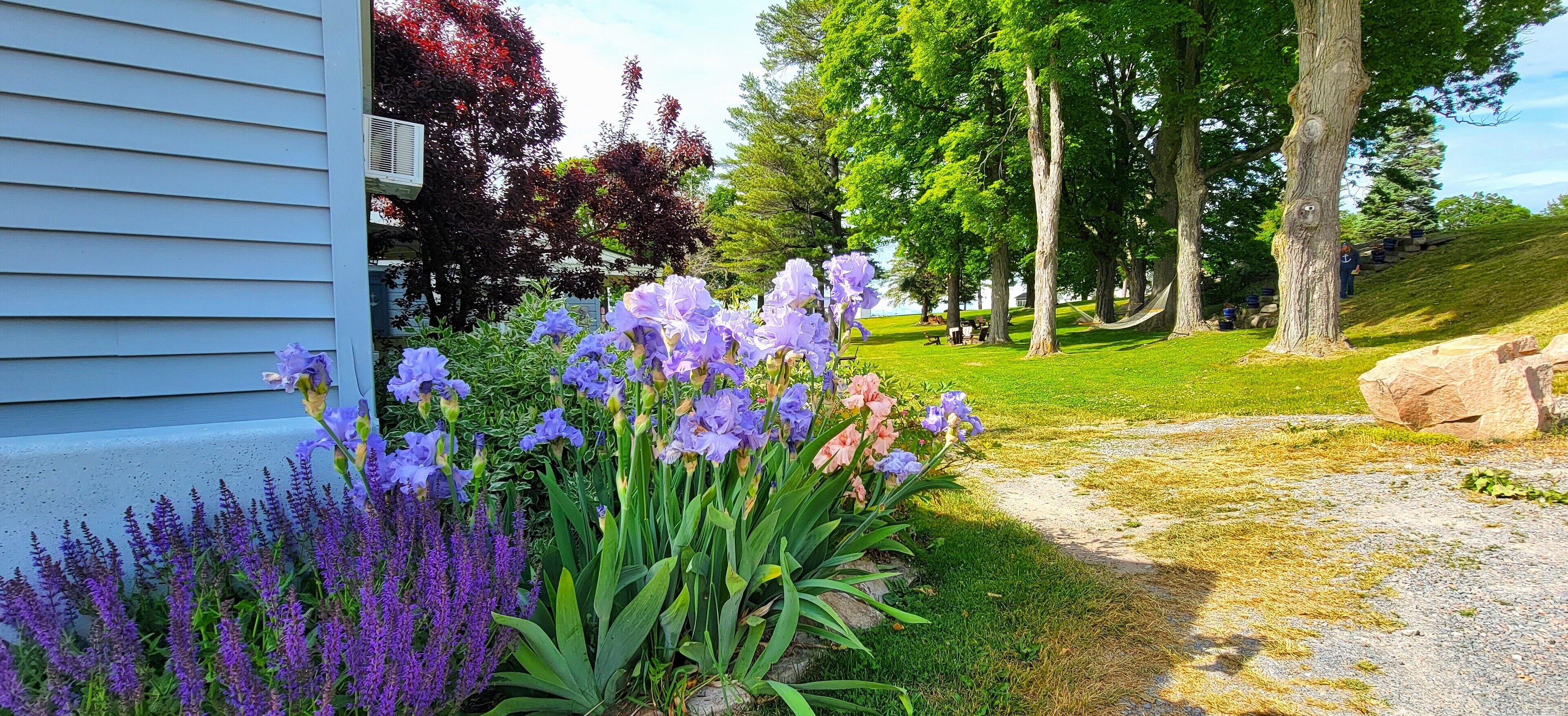 A garden with purple flowers and a grassy area with trees.