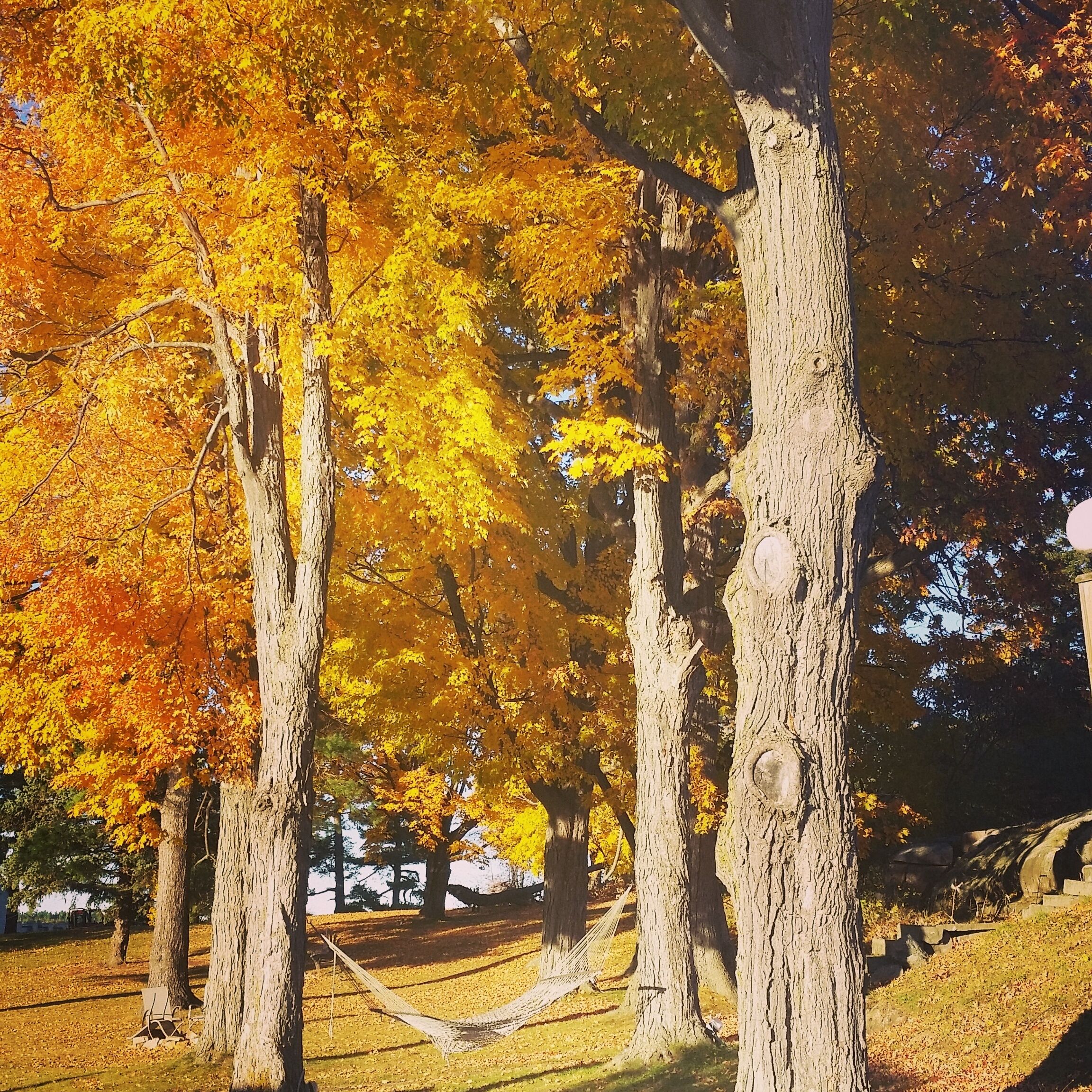 A hammock between trees in a park with autumn foliage.