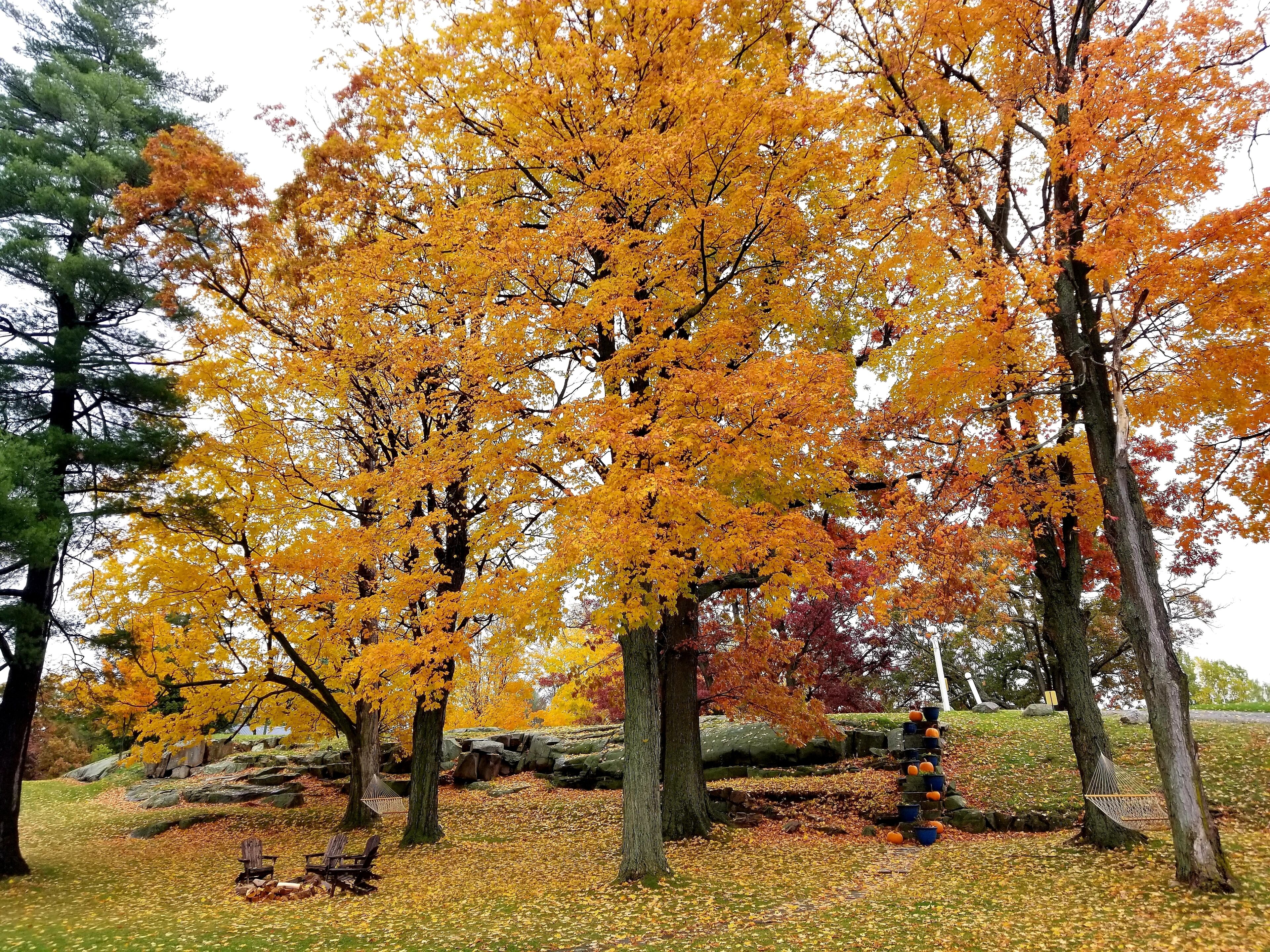 Un parc avec des arbres aux couleurs automnales, un hamac et un banc en bois.