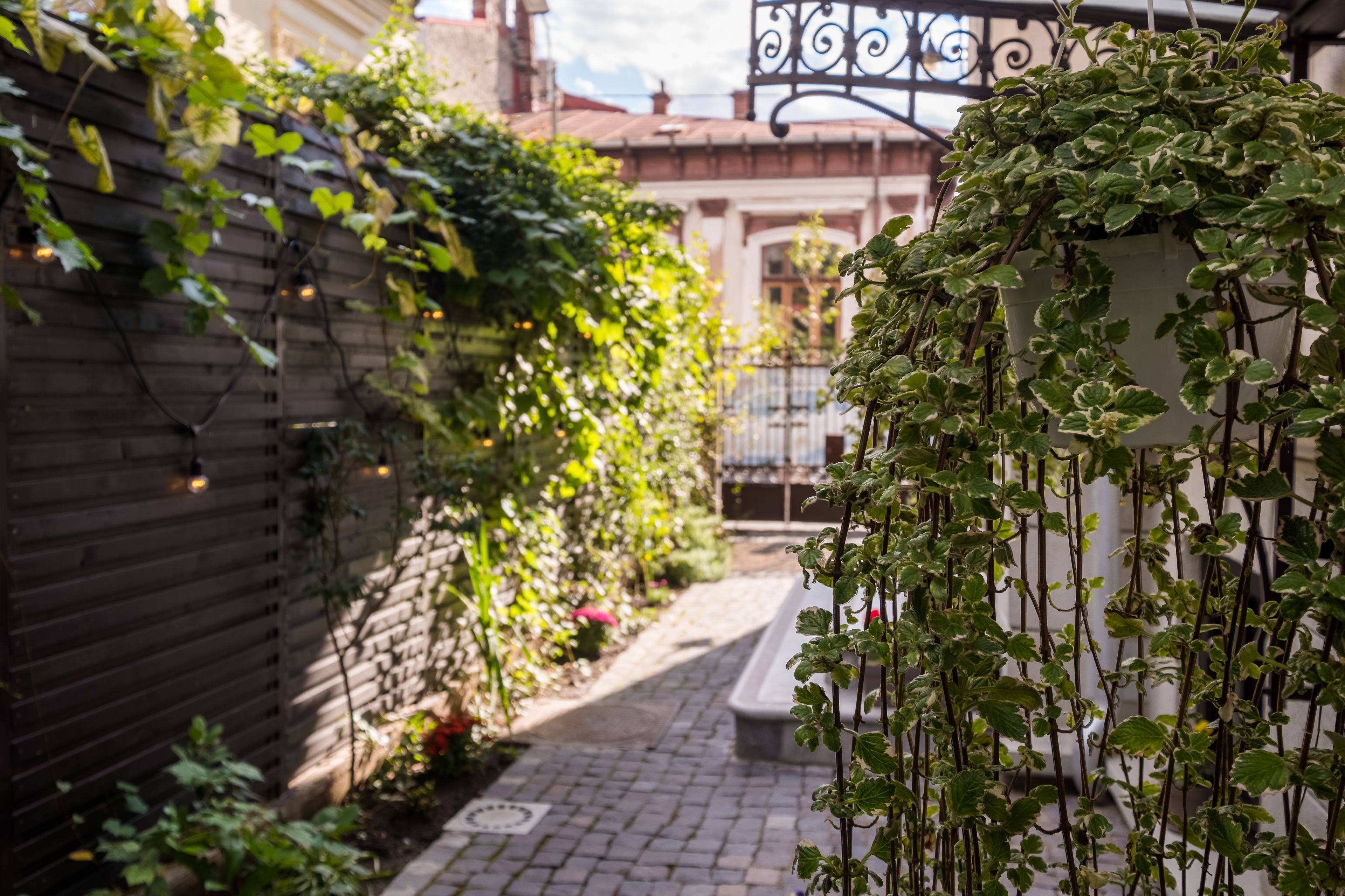 A narrow alleyway with a brick path, a wooden fence, and a hanging plant with green leaves.