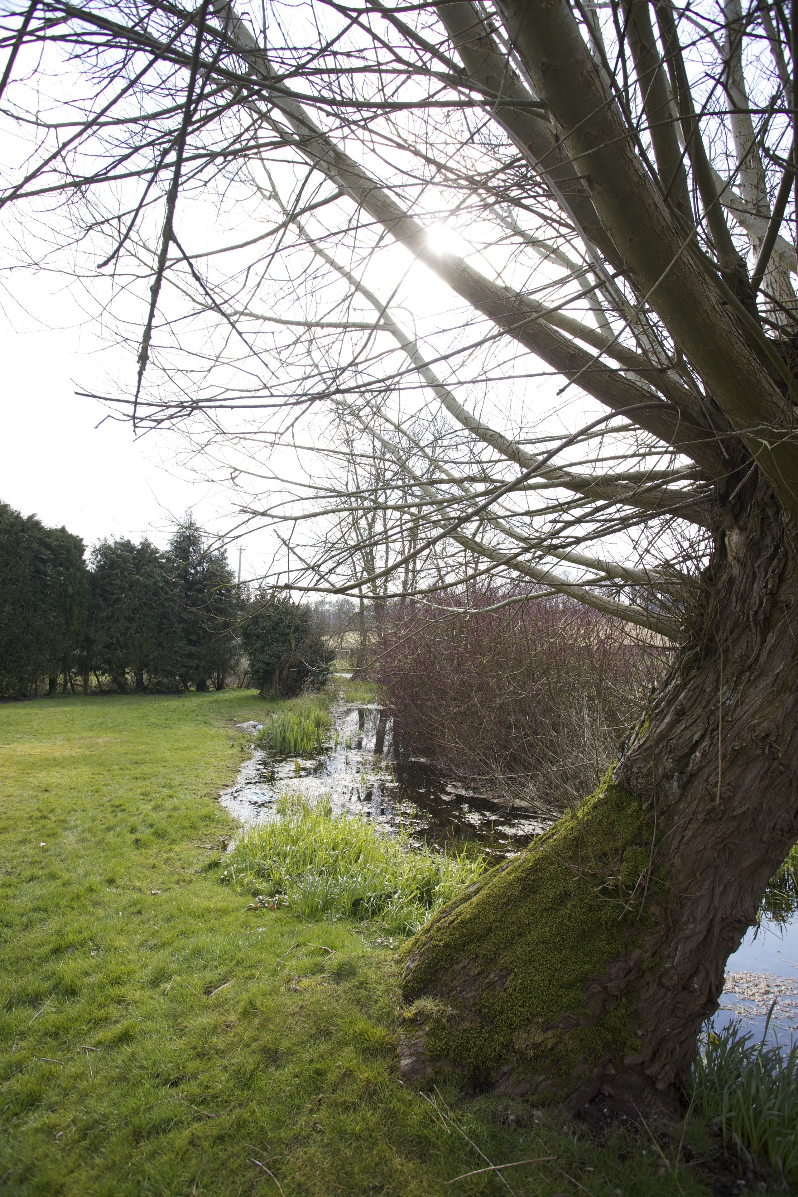 A natural landscape with a grassy field, a small stream, and trees.