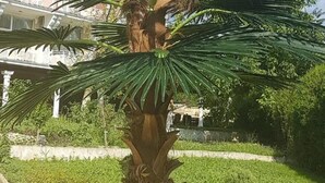 A palm tree in a landscaped garden area with a building in the background. - Elit Palace Hotel & Spa (Balchik)