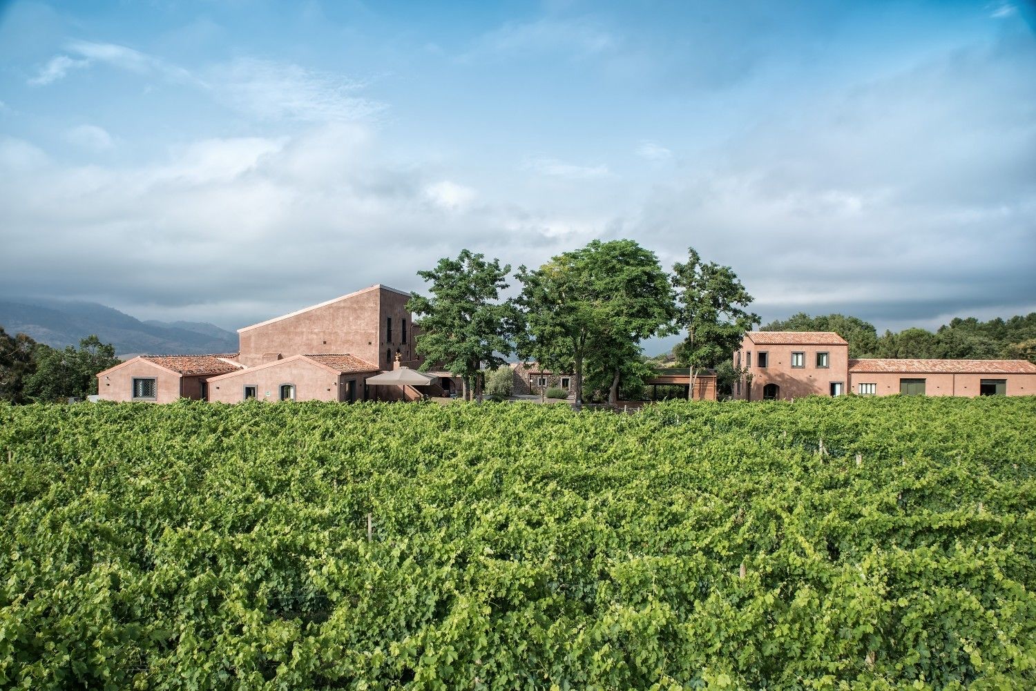 A vineyard with buildings in the background.