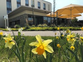 Un edificio moderno con fachada de piedra y grandes ventanales. Se ven narcisos amarillos en primer plano y un paraguas amarillo al fondo.
