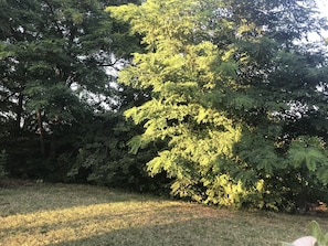 Jardí