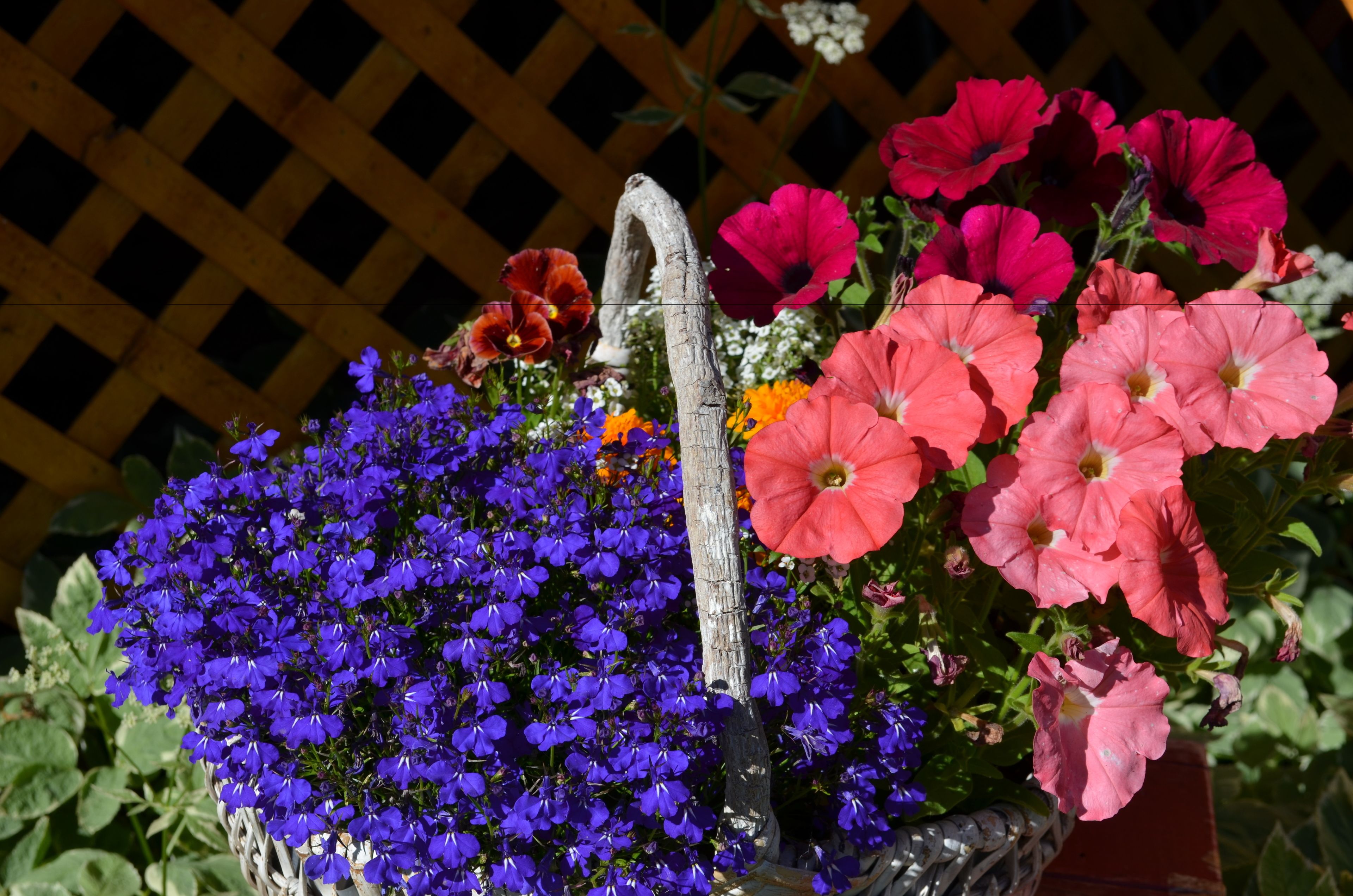 A potted plant with a variety of flowers including red, pink, and purple blooms.