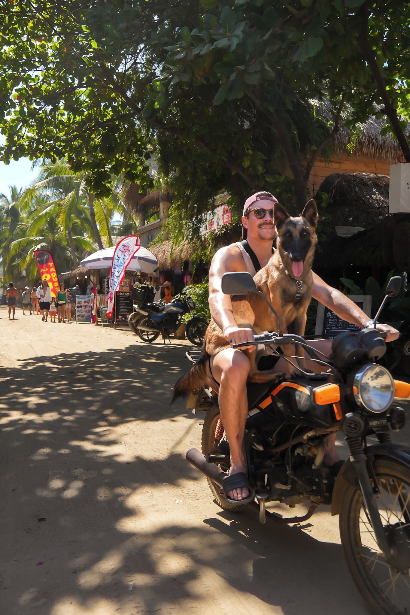A person riding a motorcycle with a dog on the back, passing by a beachside area with palm trees and a thatched-roof structure.