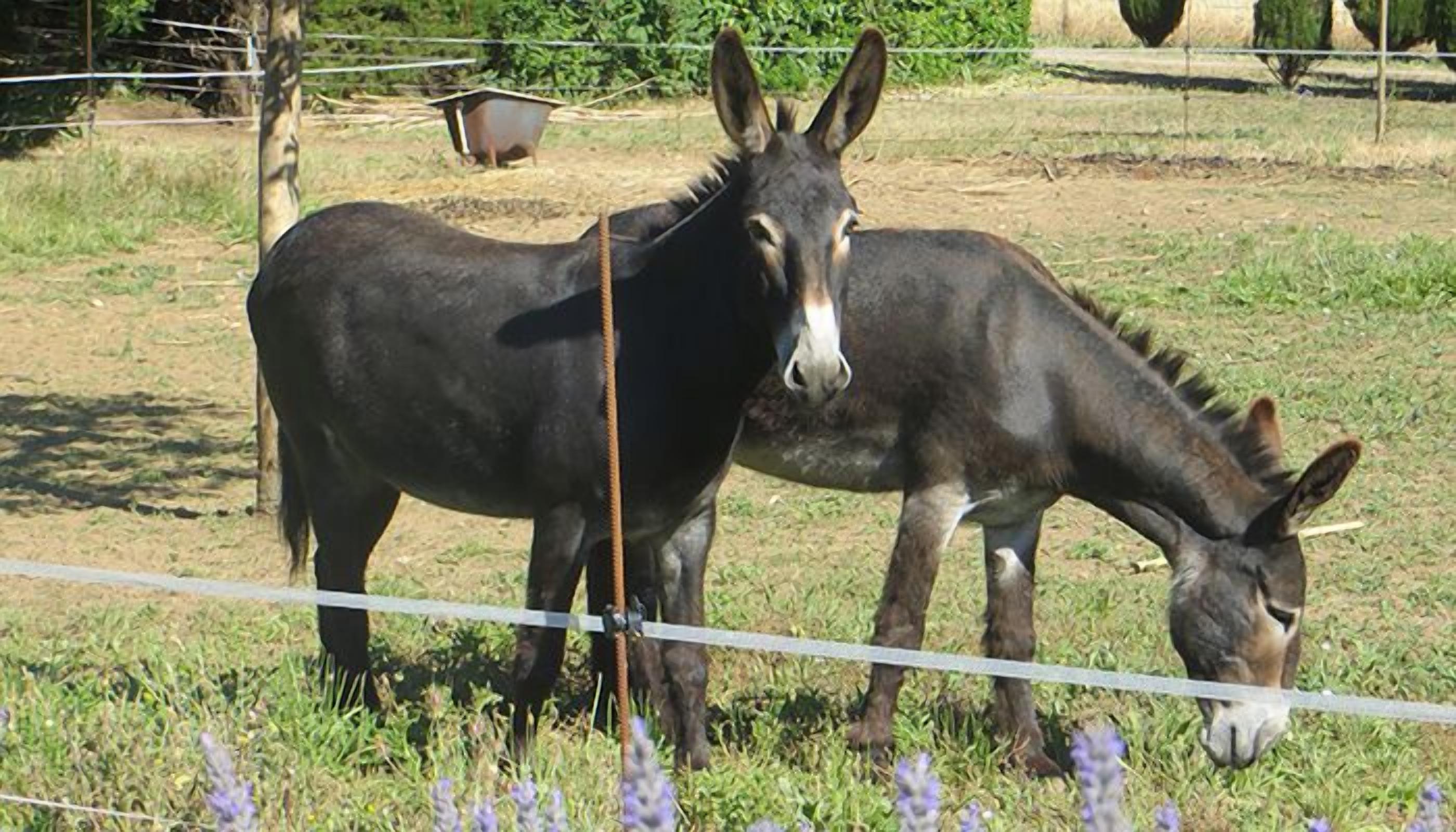 Foto - Mas de L'Ermitage