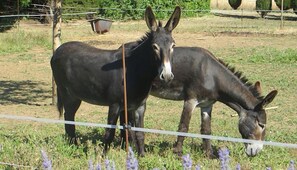 Deux ânes se tiennent dans un espace clos, avec de l’herbe et quelques fleurs violettes au premier plan.