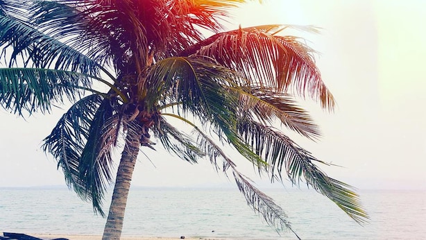 Una playa con una palmera y un banco.