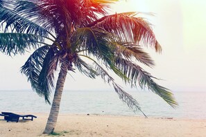 A beach with a single palm tree and a bench. - Domingo Hostel Phangan (Ko Pha-ngan)