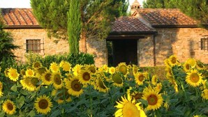 Un bâtiment en pierre, surmonté d’un toit en tuiles, entouré d’un champ de tournesols.