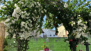 Ein Garten mit einer Steinsitzbank, einer Pergola mit weißen Blüten und einer grünen Wand im Hintergrund.