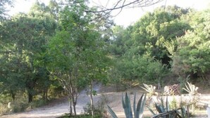 A garden with various plants and trees, including agave plants and a small tree in a planter. - Le Dieci Querce (Tortorella)