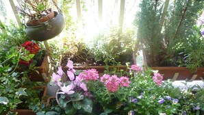 Un jardin agrémenté de différentes plantes et fleurs en pot.
