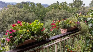 Un balcon agrémenté de plantes et de fleurs en pot, donnant sur un paysage verdoyant et luxuriant.