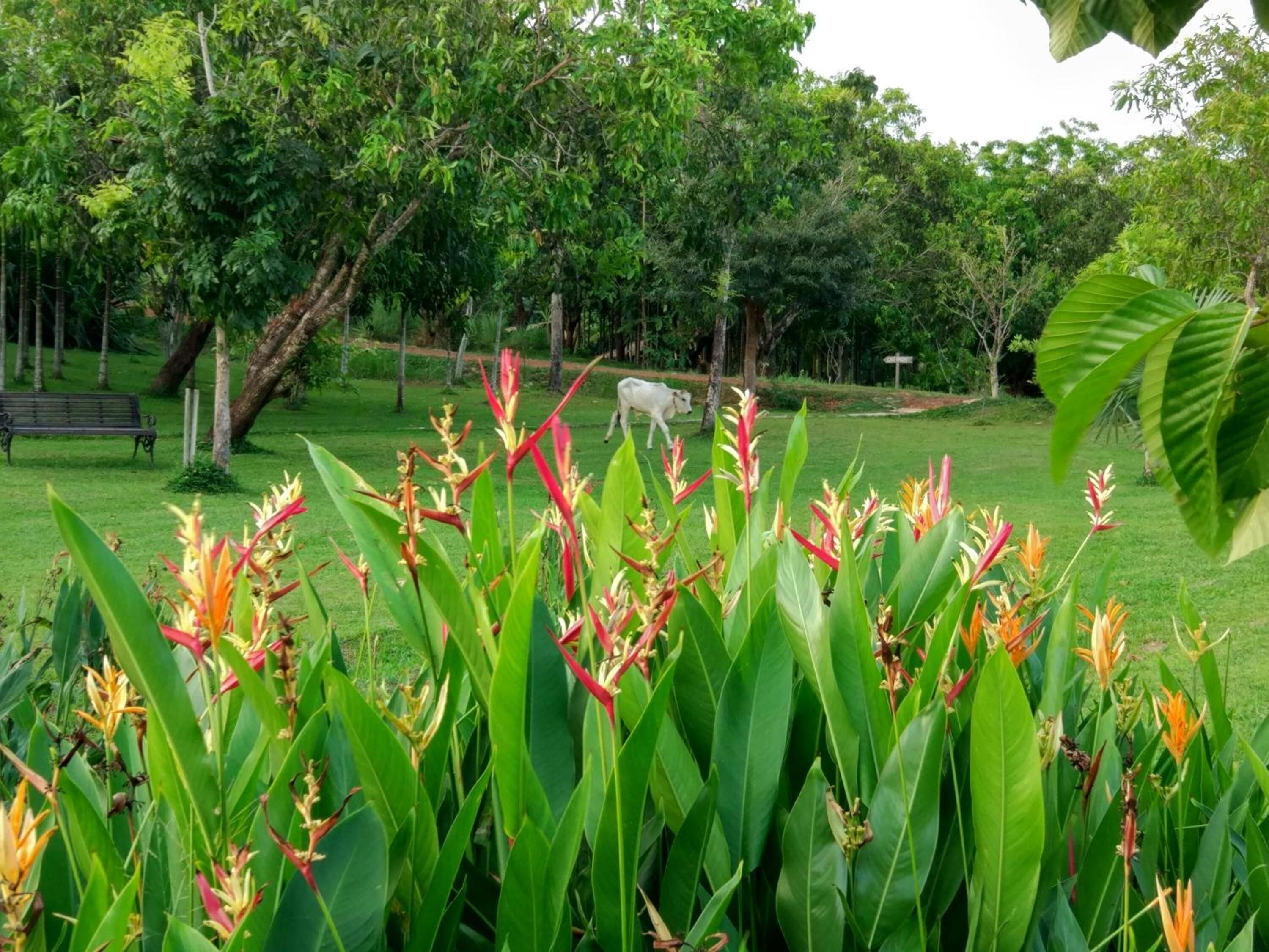 A park with lush greenery, a cow grazing, and a bench.