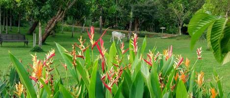 A park with lush greenery, a cow grazing, and a bench.