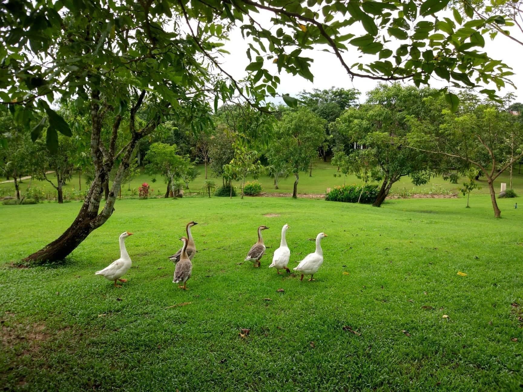A grassy area with several white geese and a tree.