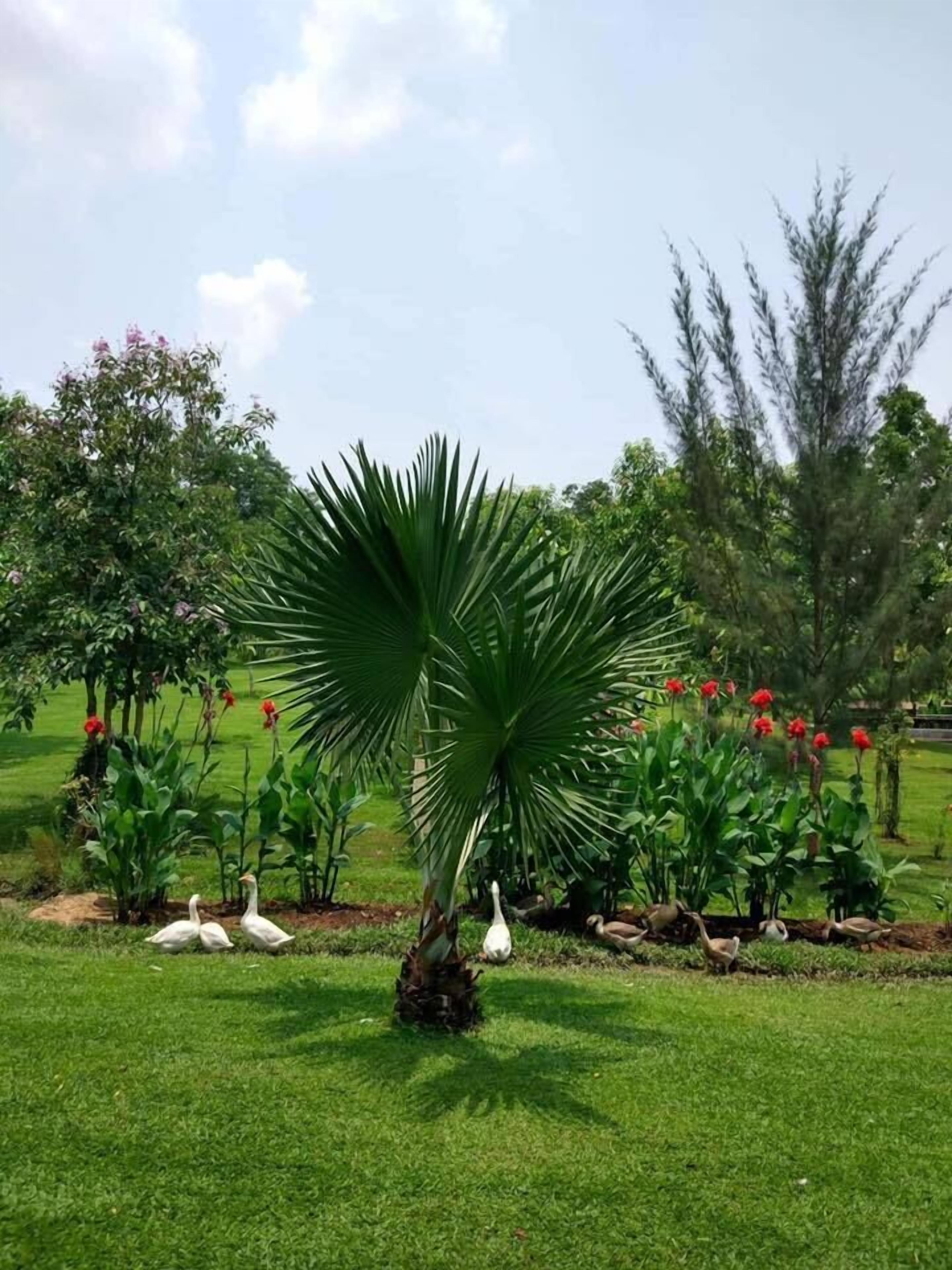 A garden with a palm tree, swans, and red flowers.