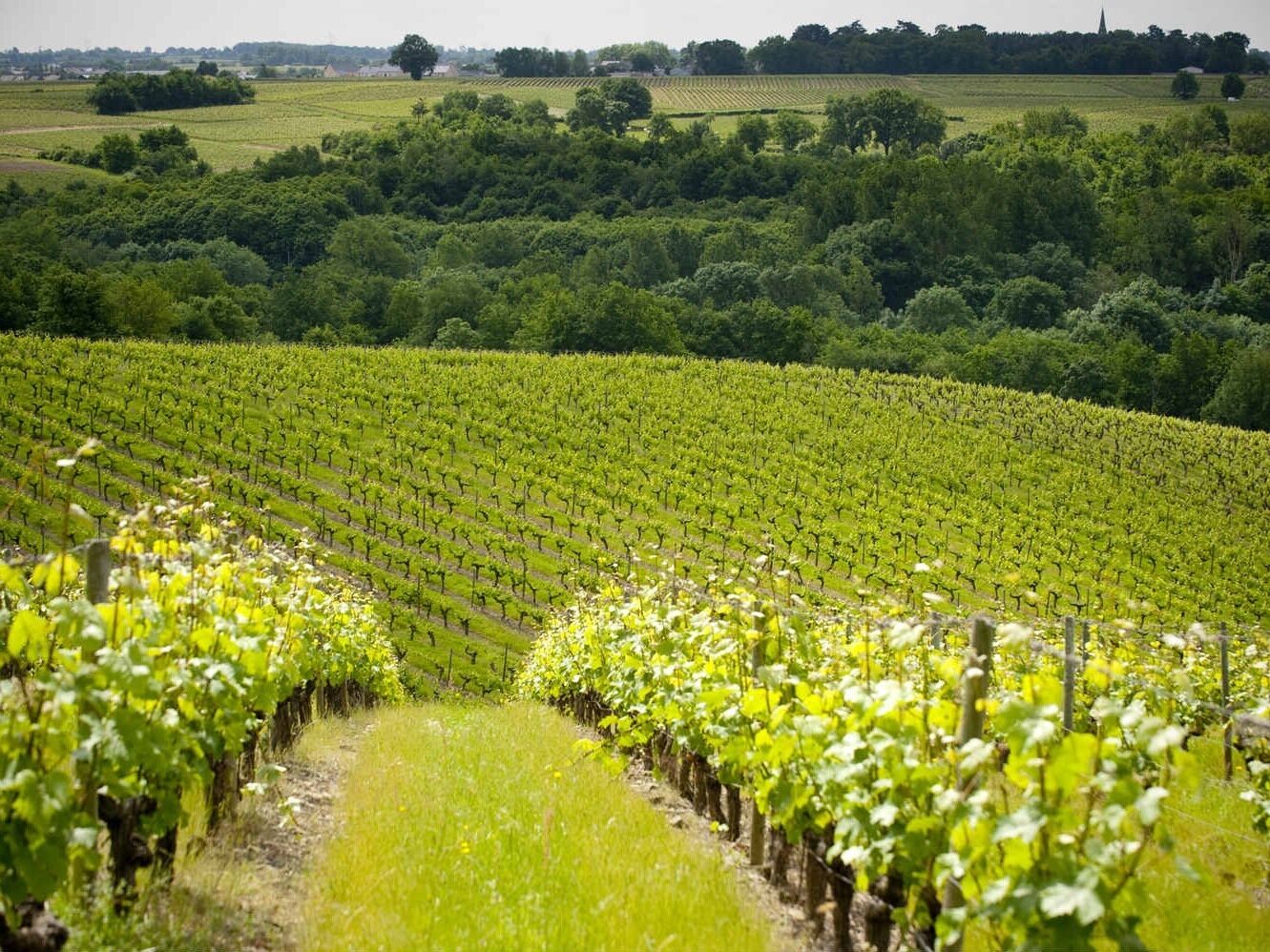 Ein Weinberg mit Rebenreihen.