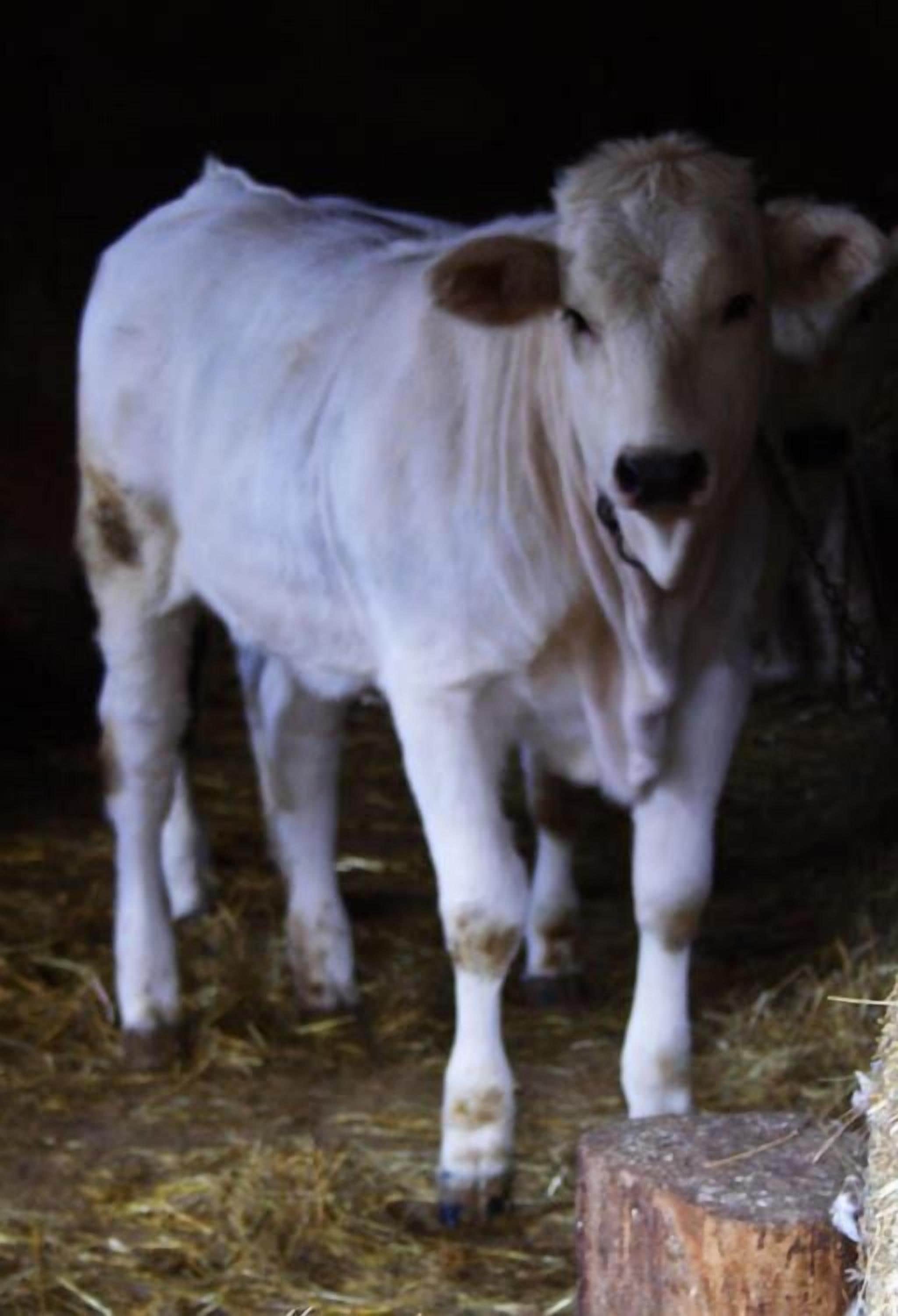 A white calf standing on a straw-covered floor with a wooden post nearby.