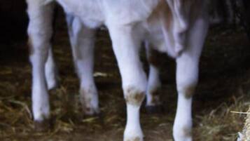 A white calf standing on a straw-covered floor with a wooden post nearby.
