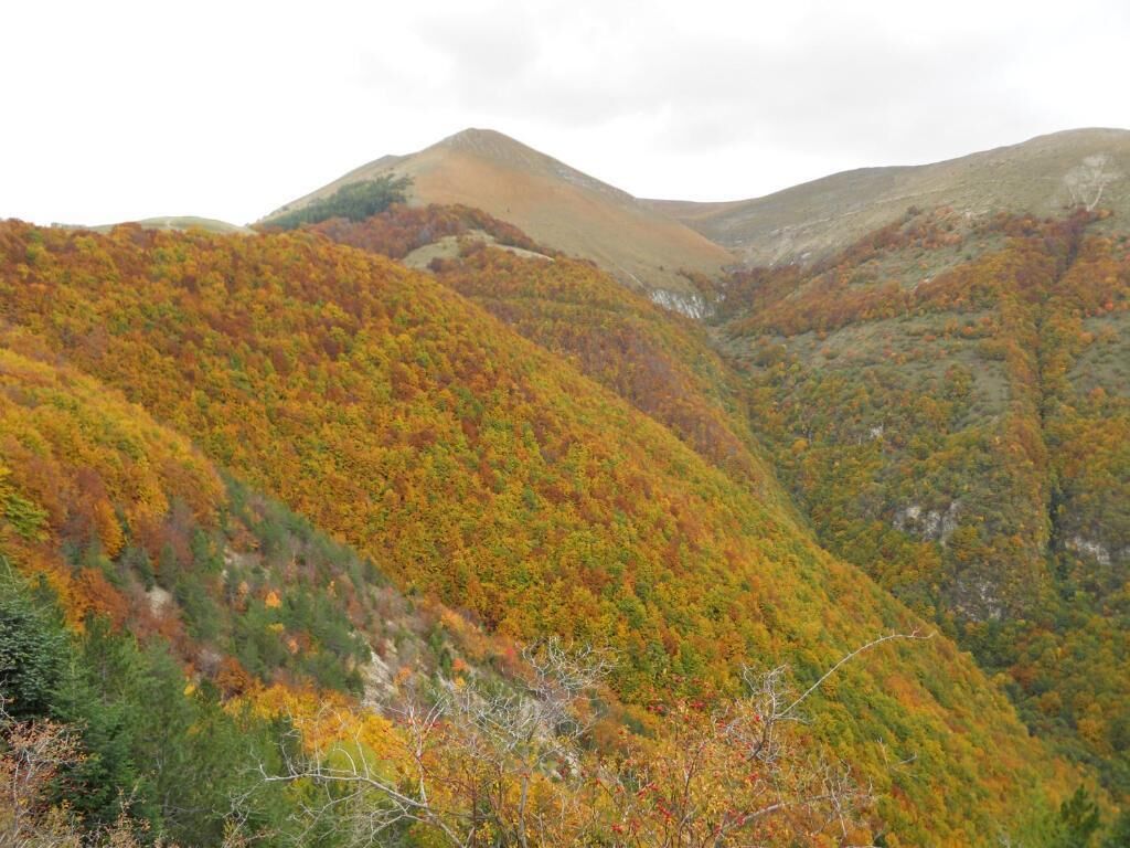 A mountainous landscape with autumn foliage.