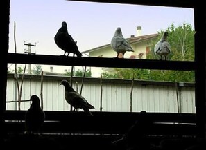 Vier duiven op een balkon, met een huis en groen in de achtergrond.