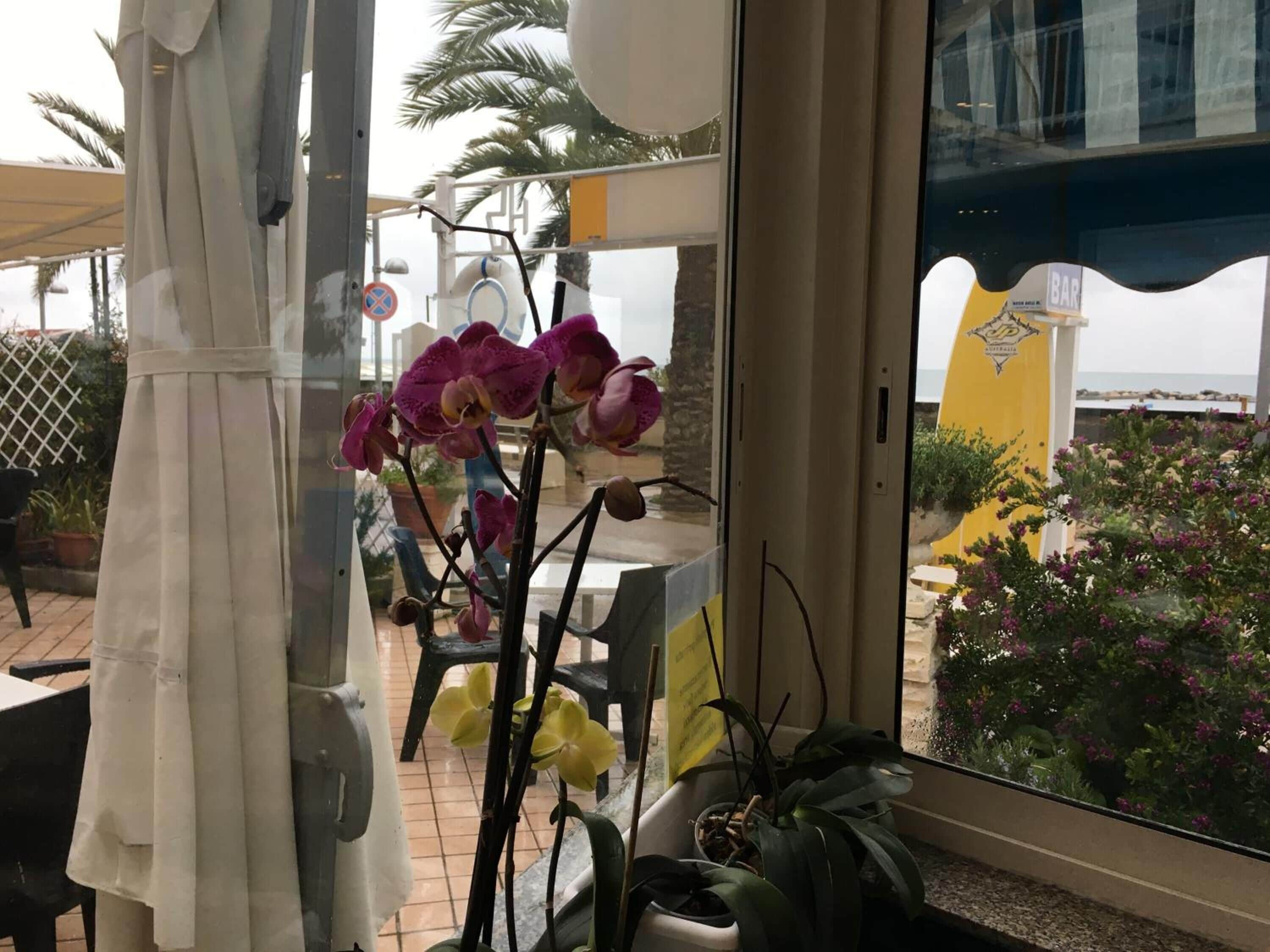 Vista attraverso una finestra: un'orchidea in vaso, una sedia e un tavolo.